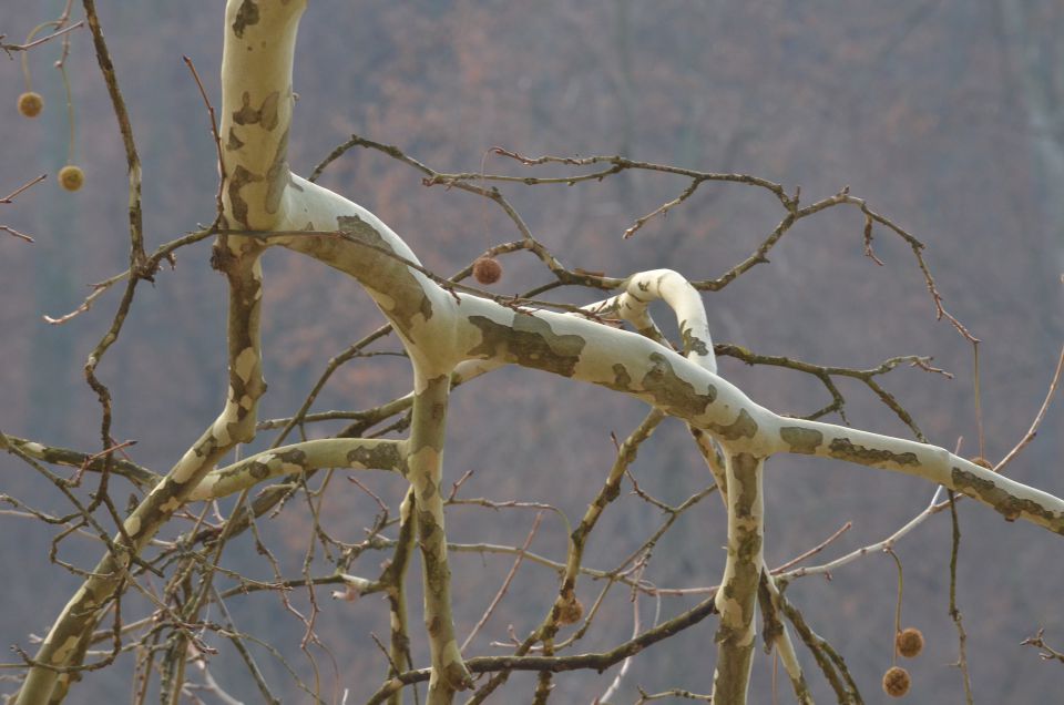 Celje 8.12.2013 - foto povečava