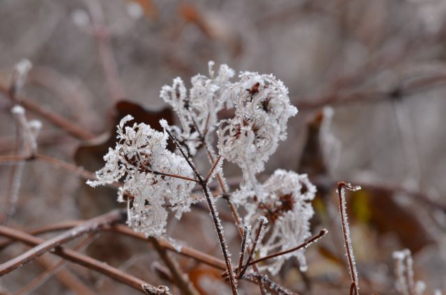 Celjska koča, Grmada 15.12.2013 - foto