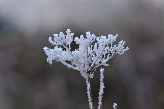 Celjska koča, Grmada 15.12.2013 - foto