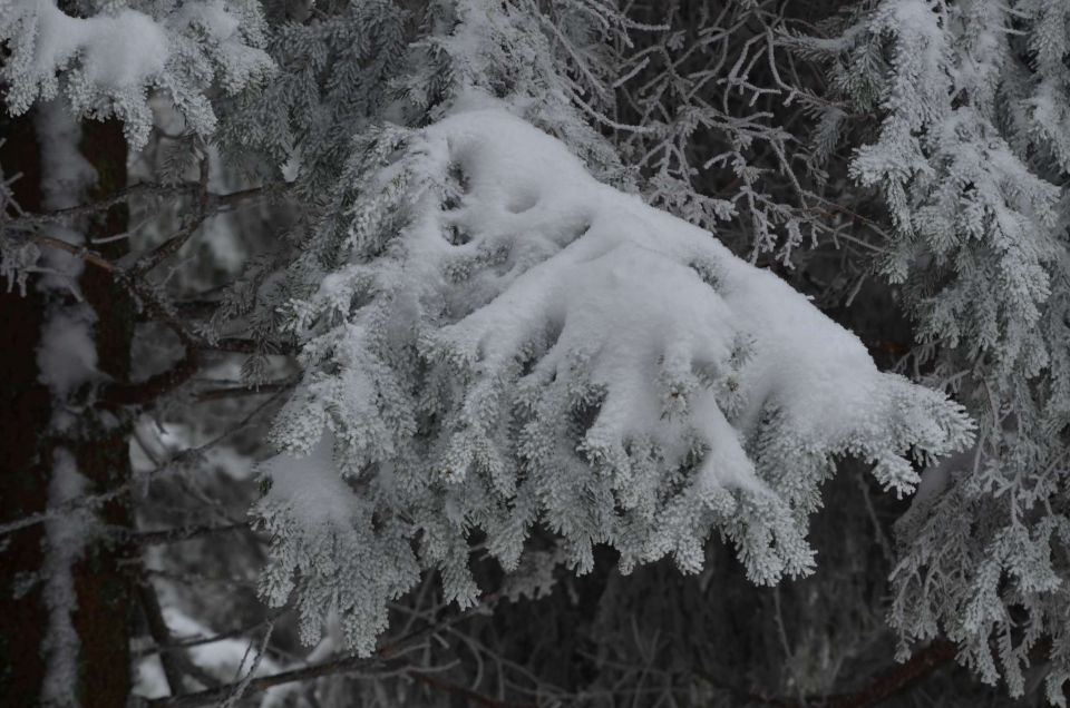 Kope 26.1.2014 part I. - foto povečava