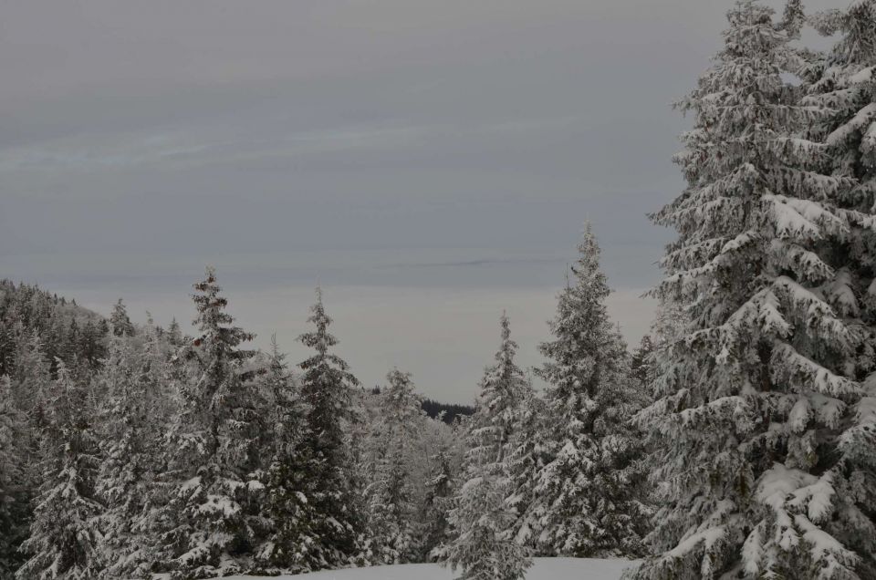 Kope 26.1.2014 part I. - foto povečava