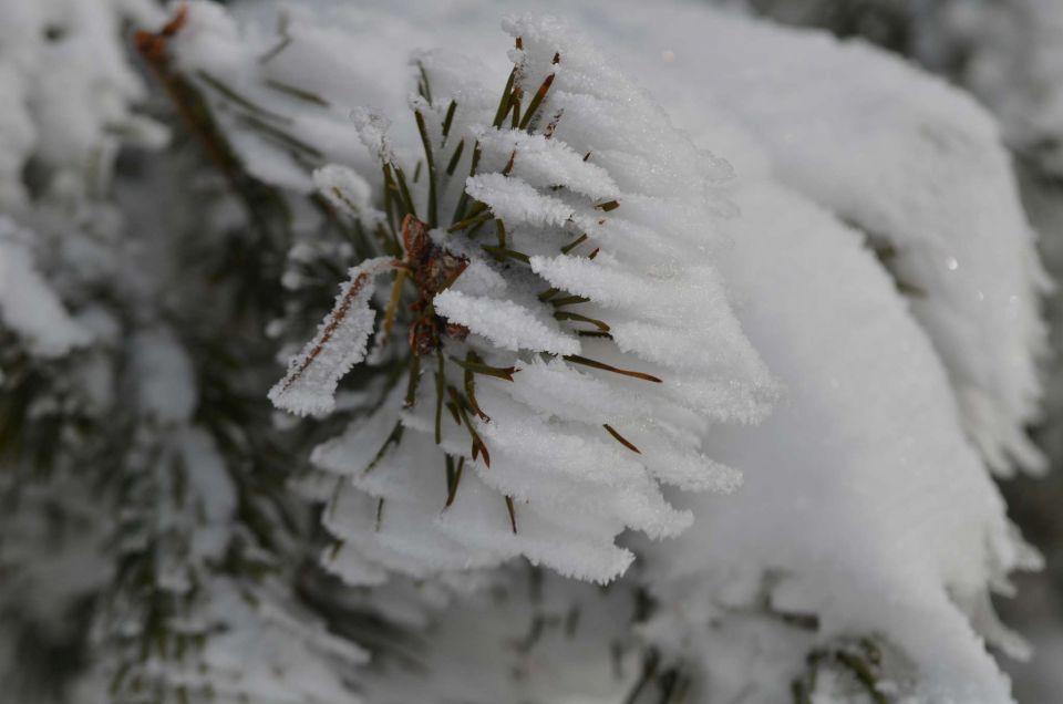 Kope 26.1.2014 part I. - foto povečava