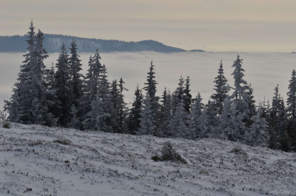 Kope 26.1.2014 part I. - foto povečava