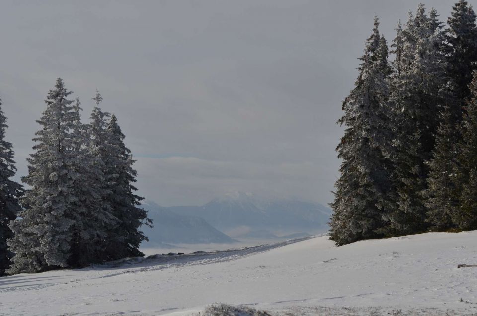 Kope 26.1.2014 part I. - foto povečava