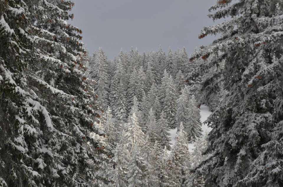 Kope 26.1.2014 part I. - foto povečava