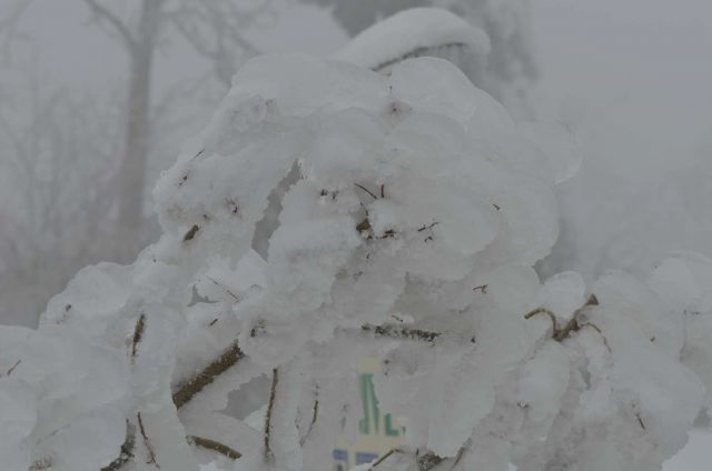 Žled Savinjska 2.2.2014 - foto