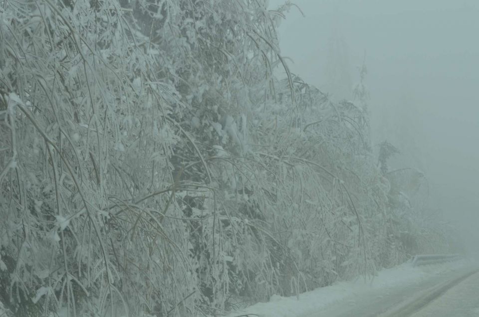 Žled Savinjska 2.2.2014 - foto povečava