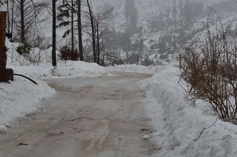 Savinjska, po žledu 9.2.2014 - foto povečava