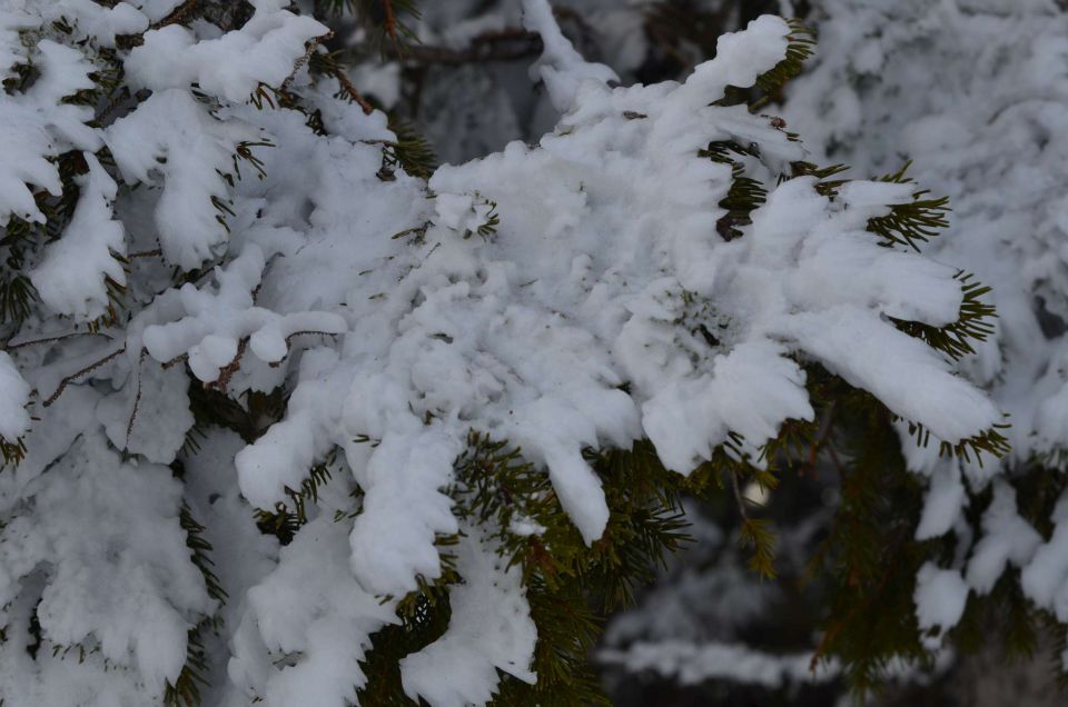 Smučanje Golte 15.2.2014 - foto povečava