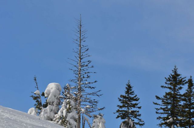 Smučanje Golte 15.2.2014 - foto