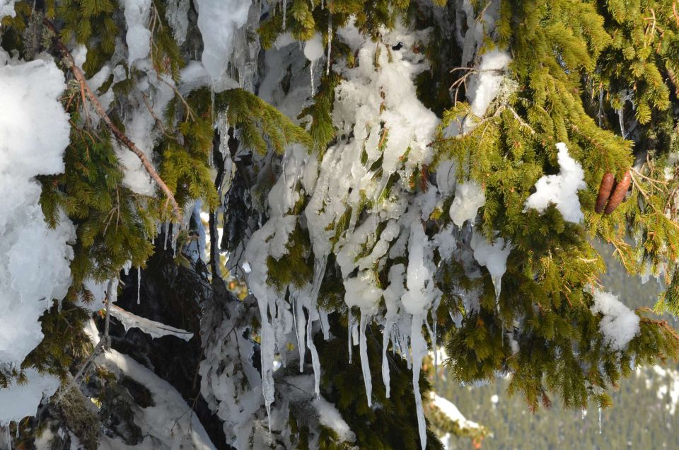 Smučanje Golte 15.2.2014 - foto povečava