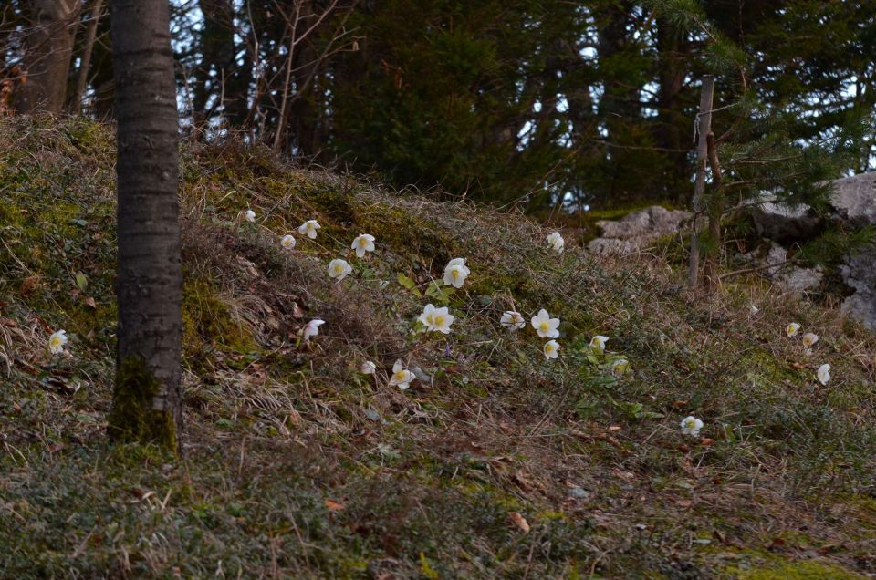 Smučanje Golte, pomlad Savinjska 23.2.2014 - foto povečava