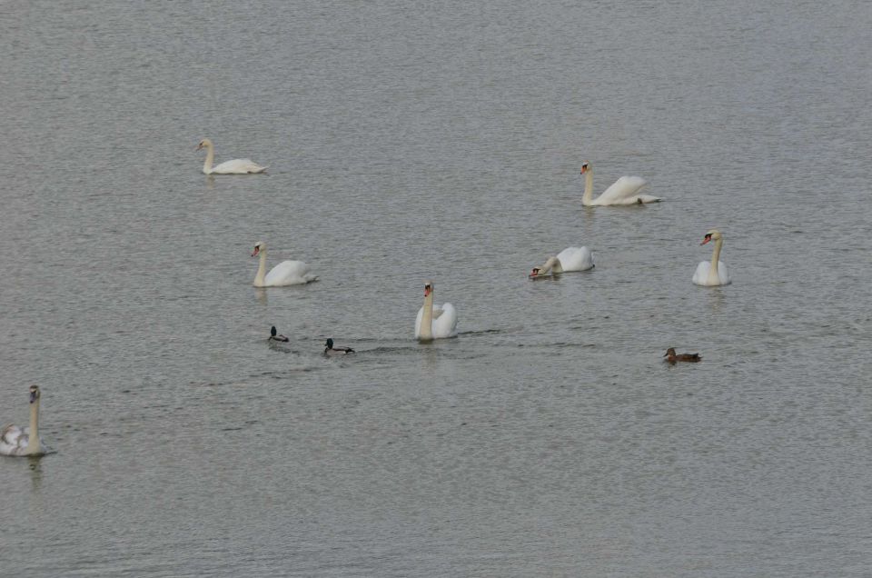 Počitnice - Šmartinsko jezero 28.2.2014 - foto povečava