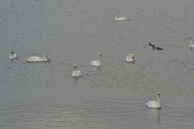 Počitnice - Šmartinsko jezero 28.2.2014 - foto