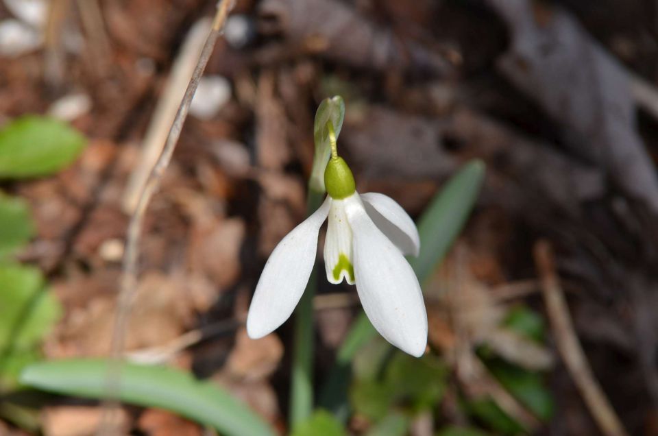 Nanos, Štanjel 9.3.2014 - foto povečava