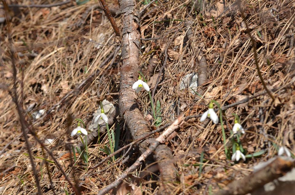 Nanos, Štanjel 9.3.2014 - foto povečava