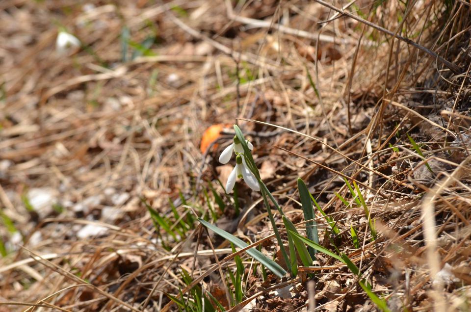 Nanos, Štanjel 9.3.2014 - foto povečava