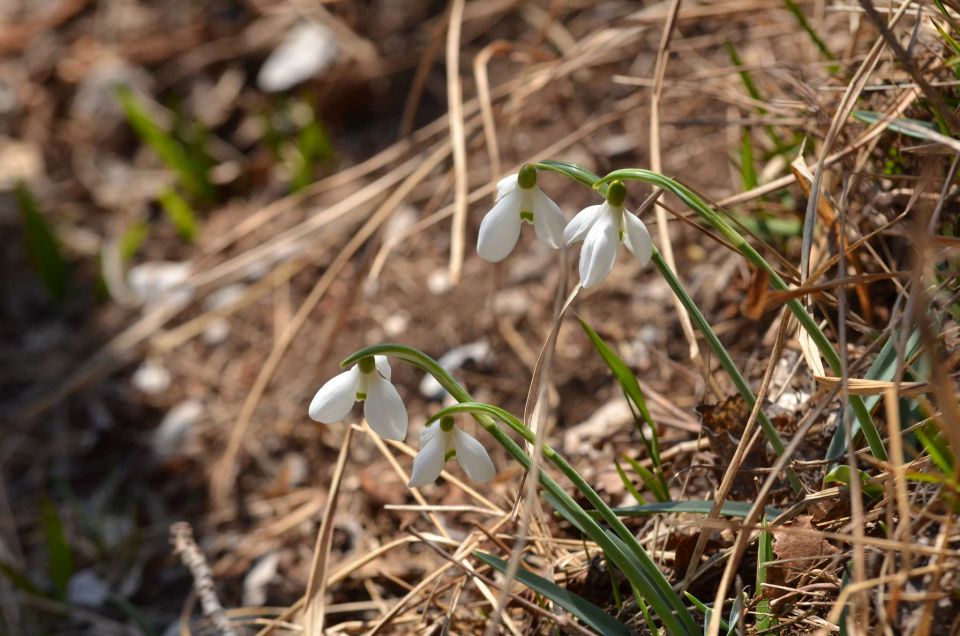 Nanos, Štanjel 9.3.2014 - foto povečava