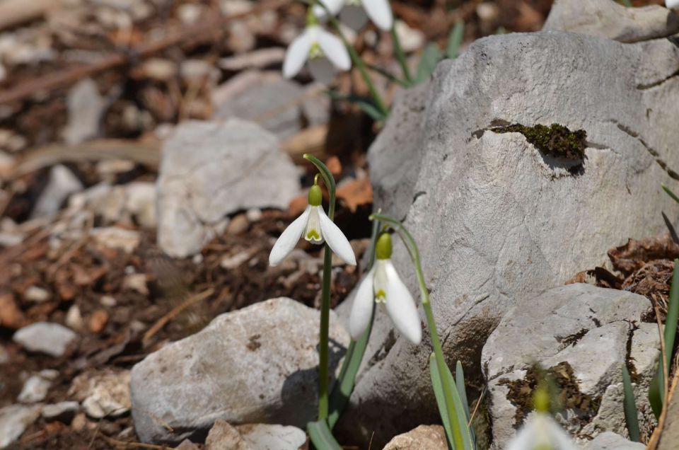 Nanos, Štanjel 9.3.2014 - foto povečava