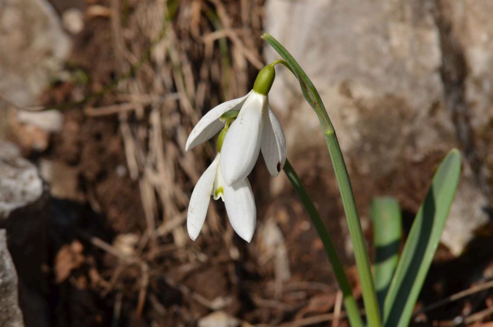 Nanos, Štanjel 9.3.2014 - foto povečava