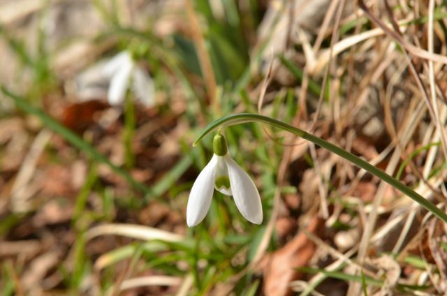 Nanos, Štanjel 9.3.2014 - foto