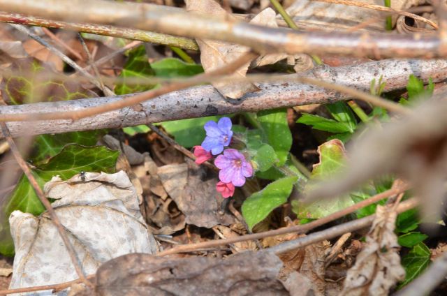 Limbarska gora, Savinjska 16.3.2014 - foto