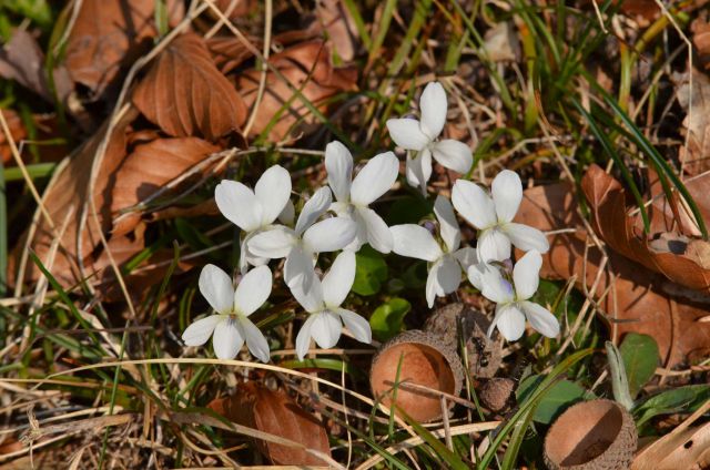 Limbarska gora, Savinjska 16.3.2014 - foto