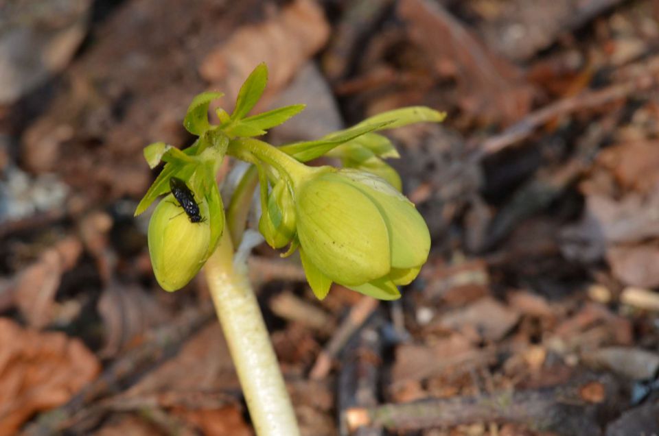 Limbarska gora, Savinjska 16.3.2014 - foto povečava