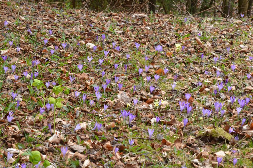 Limbarska gora, Savinjska 16.3.2014 - foto povečava