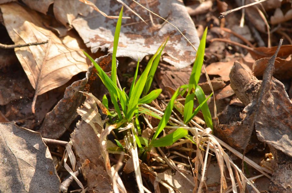 Limbarska gora, Savinjska 16.3.2014 - foto povečava