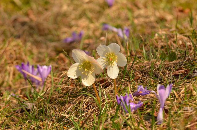 Limbarska gora, Savinjska 16.3.2014 - foto