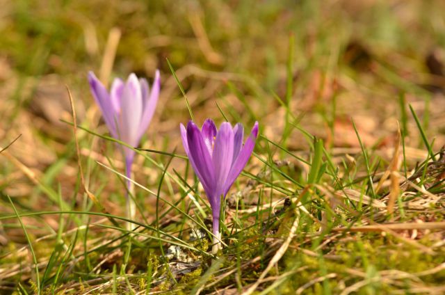 Limbarska gora, Savinjska 16.3.2014 - foto