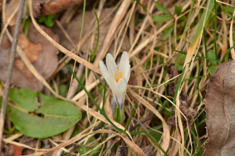 Kum čez Čebulovo dolino 22.3.2014 - foto povečava