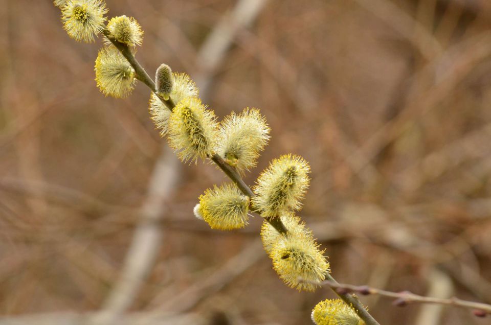 Kum čez Čebulovo dolino 22.3.2014 - foto povečava