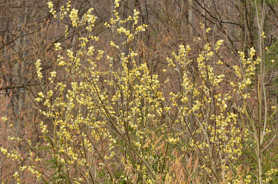 Kum čez Čebulovo dolino 22.3.2014 - foto povečava