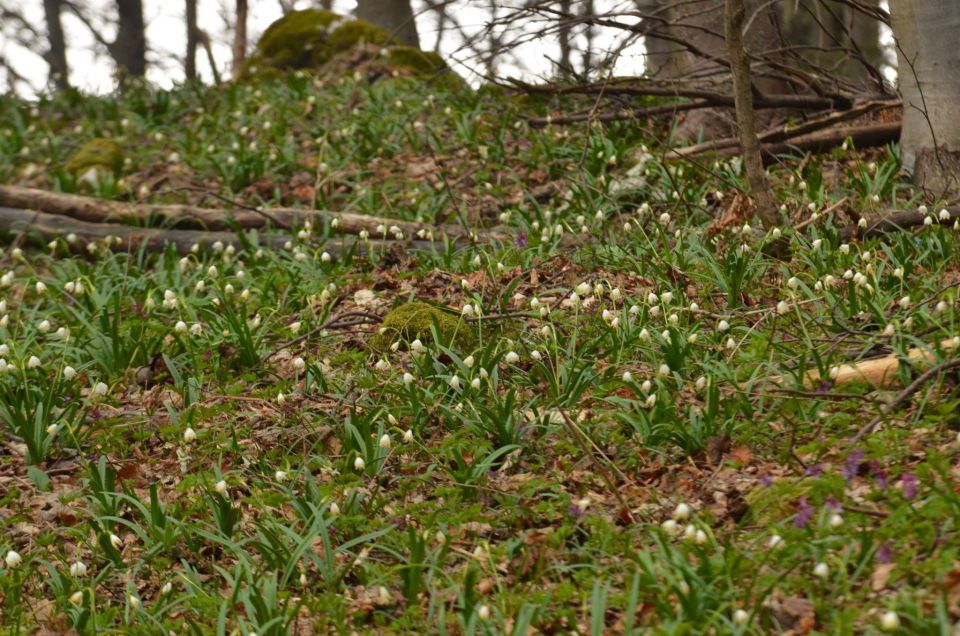 Kum čez Čebulovo dolino 22.3.2014 - foto povečava