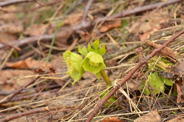 Kum čez Čebulovo dolino 22.3.2014 - foto