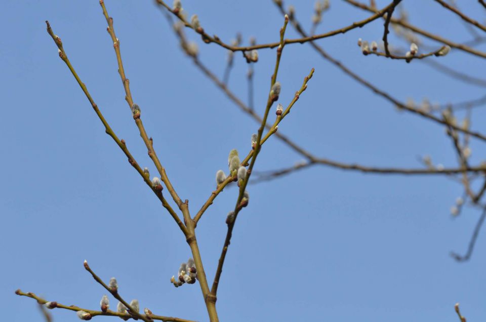 Kum čez Čebulovo dolino 22.3.2014 - foto povečava