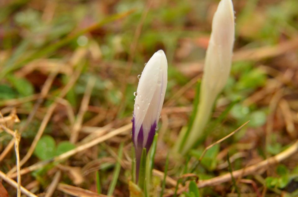 Kum čez Čebulovo dolino 22.3.2014 - foto povečava