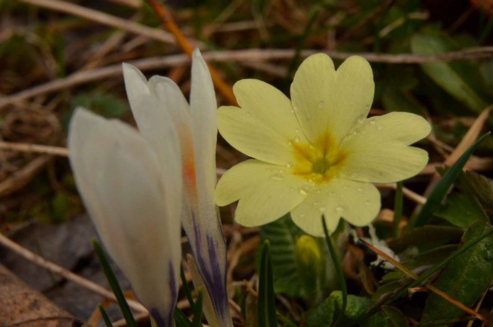 Kum čez Čebulovo dolino 22.3.2014 - foto povečava