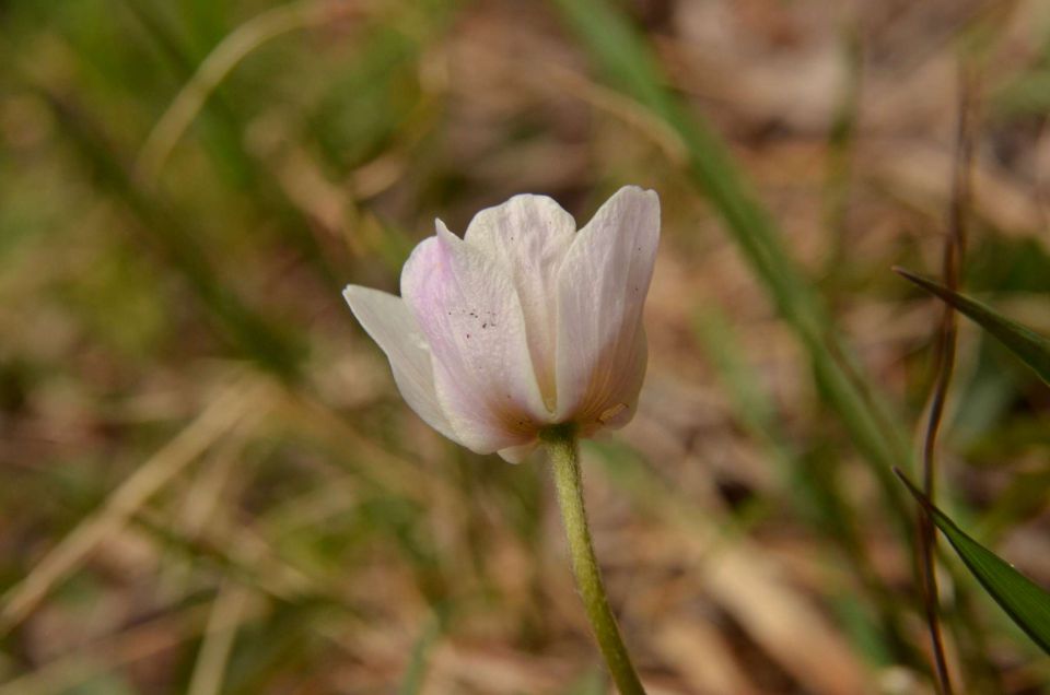 Kum čez Čebulovo dolino 22.3.2014 - foto povečava