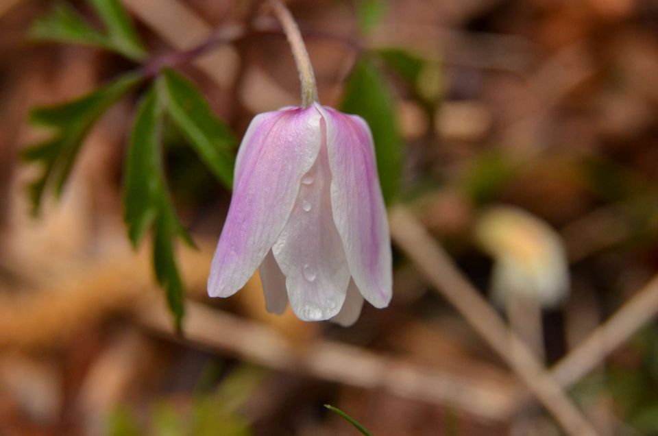 Kum čez Čebulovo dolino 22.3.2014 - foto povečava