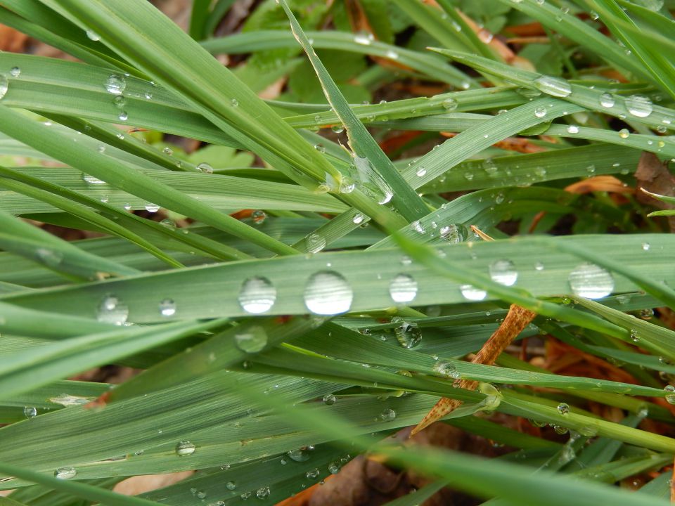 Ribnik Vrbje, Celje, 26.03.2014 - foto povečava