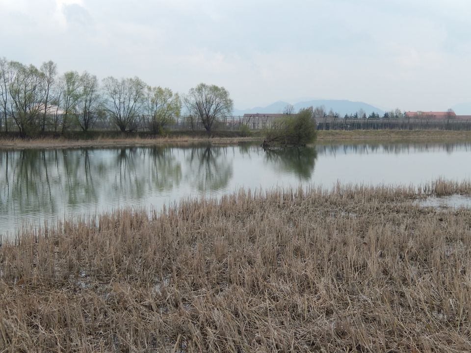 Ribnik Vrbje, Celje, 26.03.2014 - foto povečava
