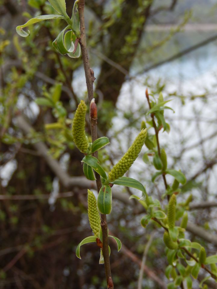 Ribnik Vrbje, Celje, 26.03.2014 - foto povečava