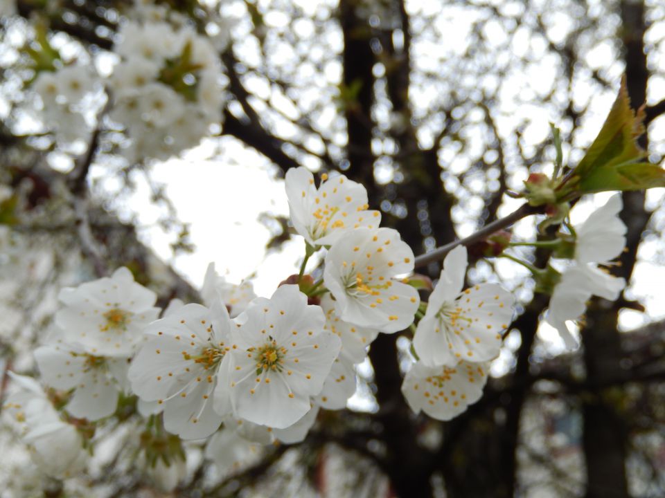 Ribnik Vrbje, Celje, 26.03.2014 - foto povečava