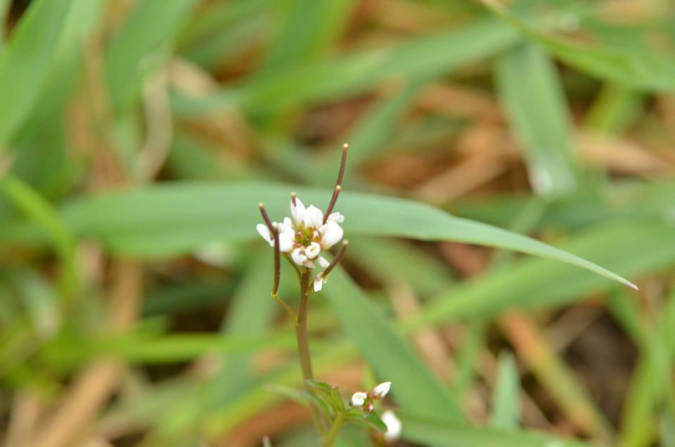 Ribnik Vrbje 26.3.2014 - foto povečava