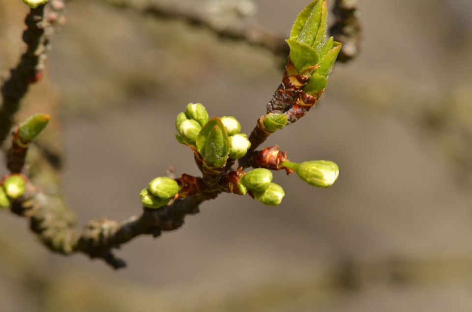 Savinjska 30.3.2014 - foto povečava