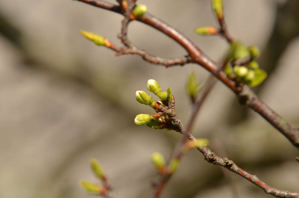 Savinjska 30.3.2014 - foto povečava