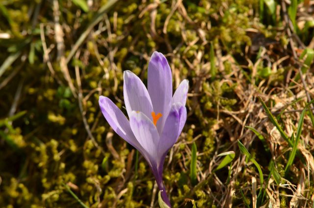 Savinjska 30.3.2014 - foto